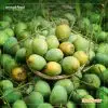 হিমসাগর আম / Himsagor Aam