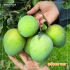 হাড়িভাঙ্গা আম / Harivanga Aam