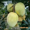 গৌড়মতি আম / Gouromoti Aam
